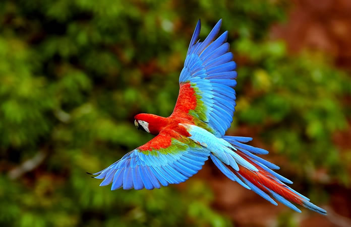 blue-parrot-flying-hd-696x451