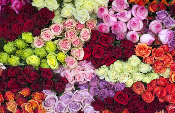 landscape-rose-color--696x451