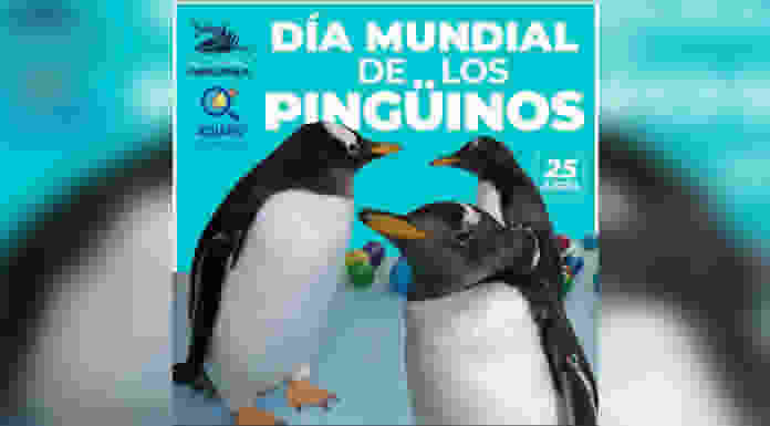 El ENCUENTRO CON PINGÜINOS ha regresado
